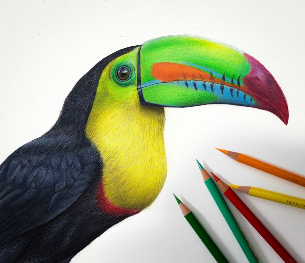 Claire Milligan's Bird Colored Pencil Masterpieces (5)