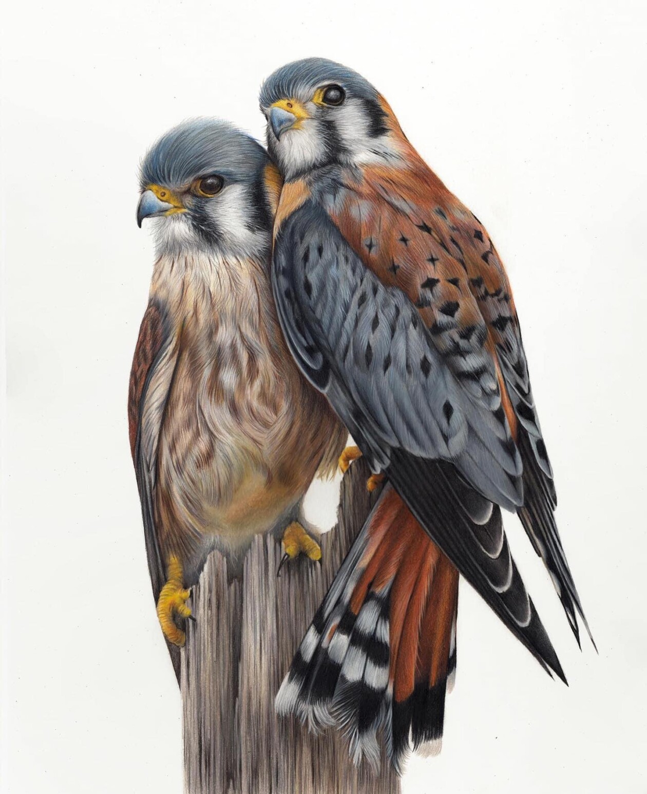 Claire Milligan's Bird Colored Pencil Masterpieces (6)