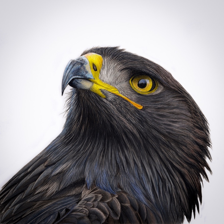 Claire Milligan's Bird Colored Pencil Masterpieces (7)