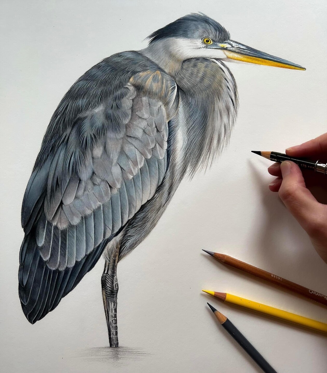 Claire Milligan's Bird Colored Pencil Masterpieces (8)