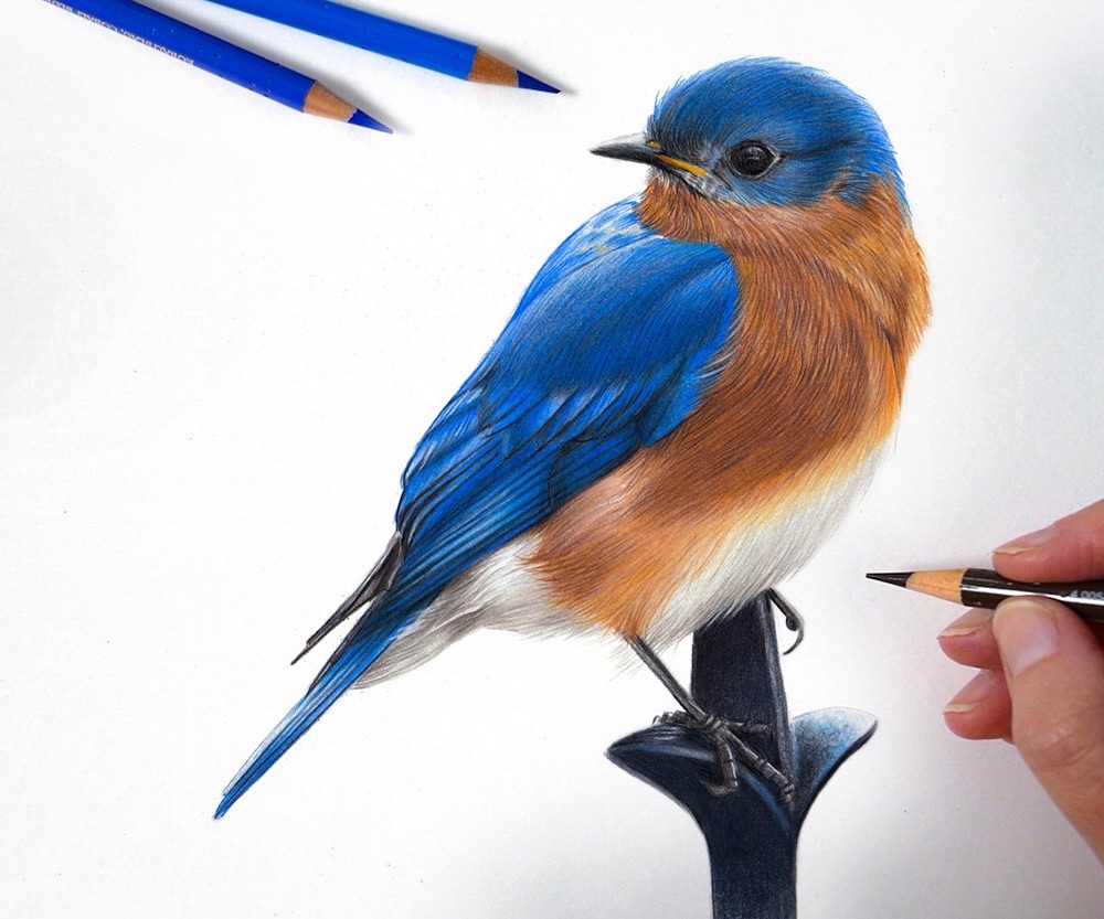 Claire Milligan's Bird Colored Pencil Masterpieces (9)