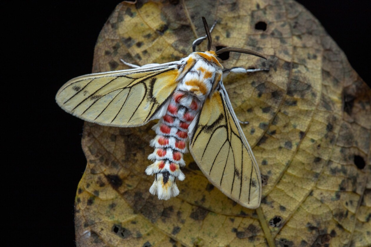 Frank Deschandol's Rare Insect Photography (1)