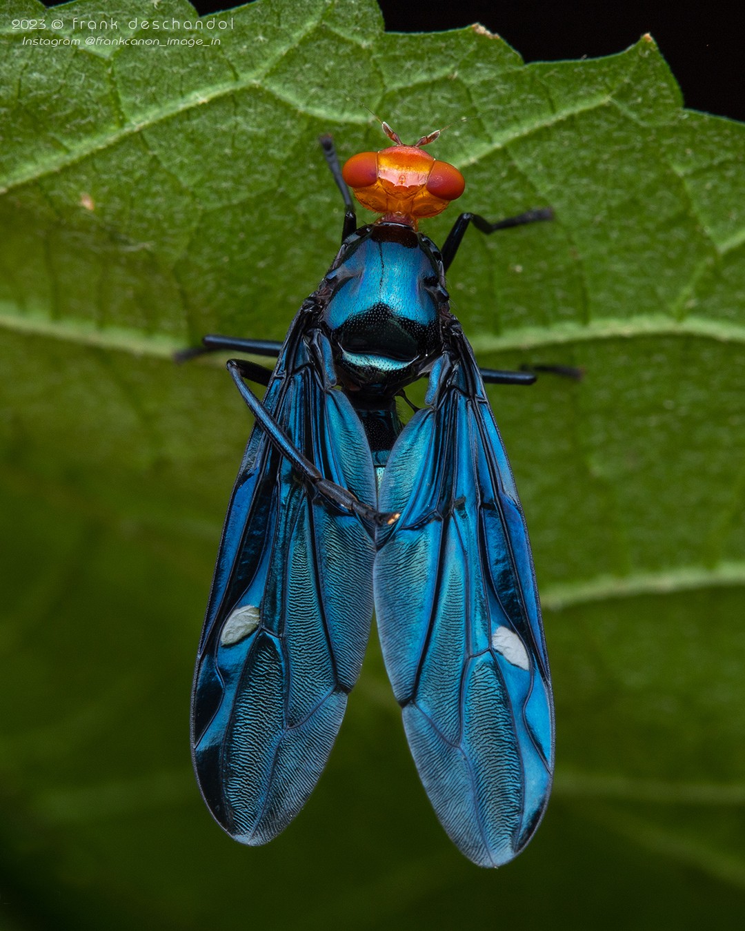 Frank Deschandol's Rare Insect Photography (10)