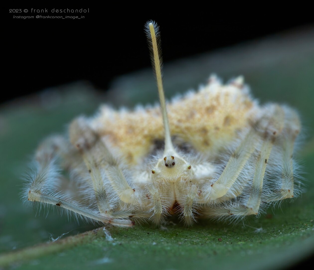 Frank Deschandol's Rare Insect Photography (11)