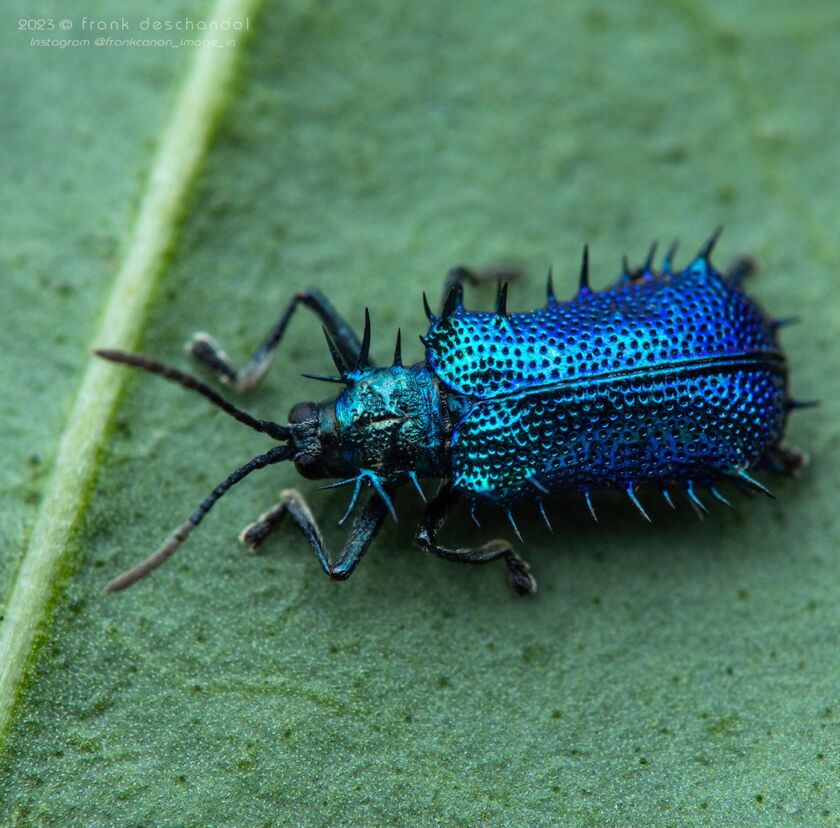 Frank Insect Frank Deschandol: close-up insect macro photography
