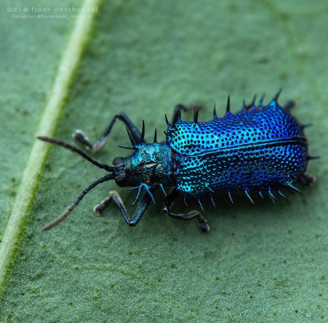 Frank Deschandol's Rare Insect Photography (12)