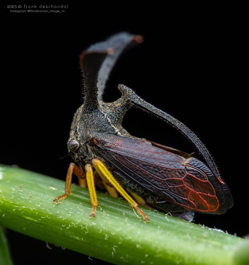 Frank Deschandol: close-up insect macro photography