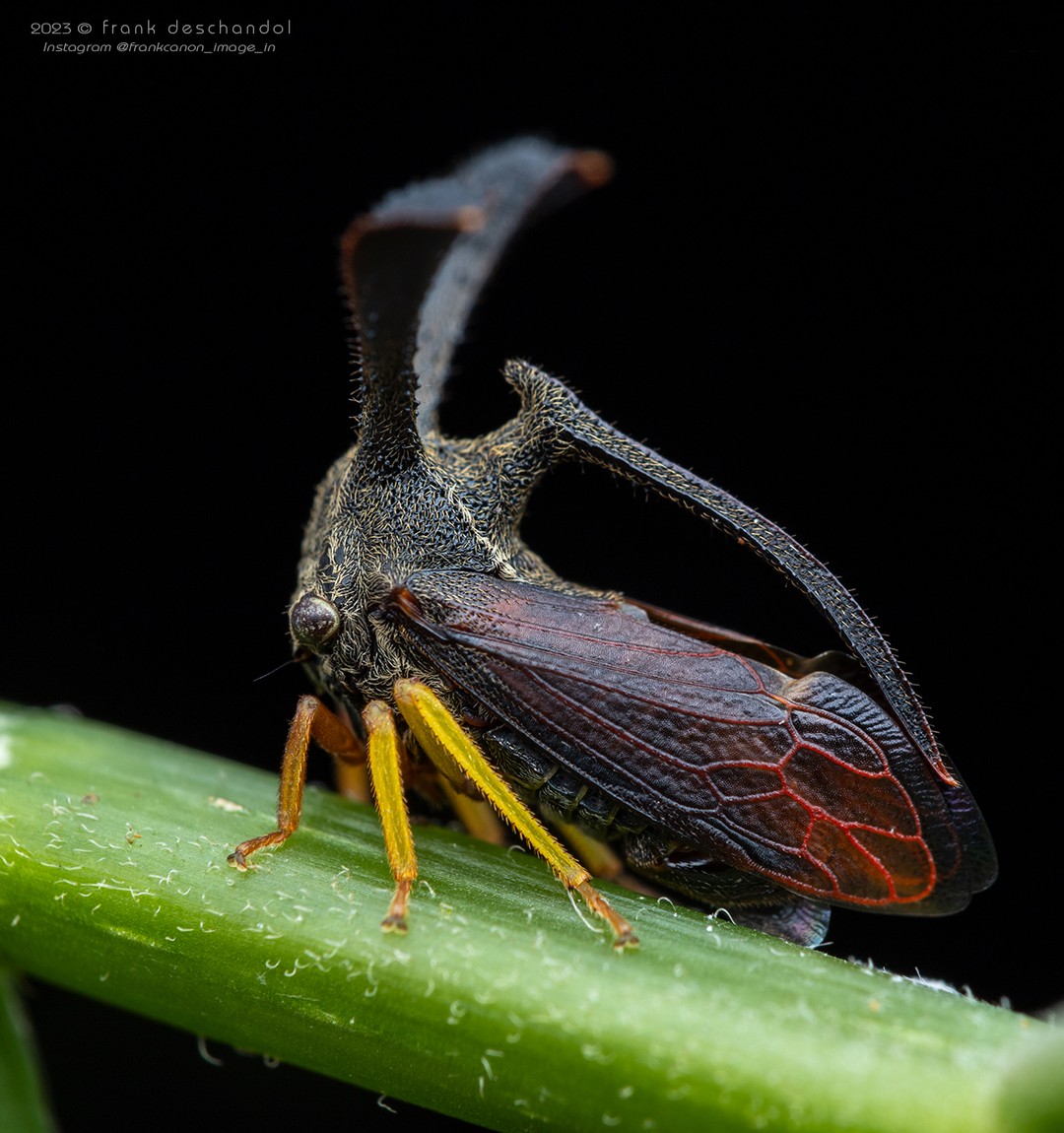 Frank Deschandol's Rare Insect Photography (13)