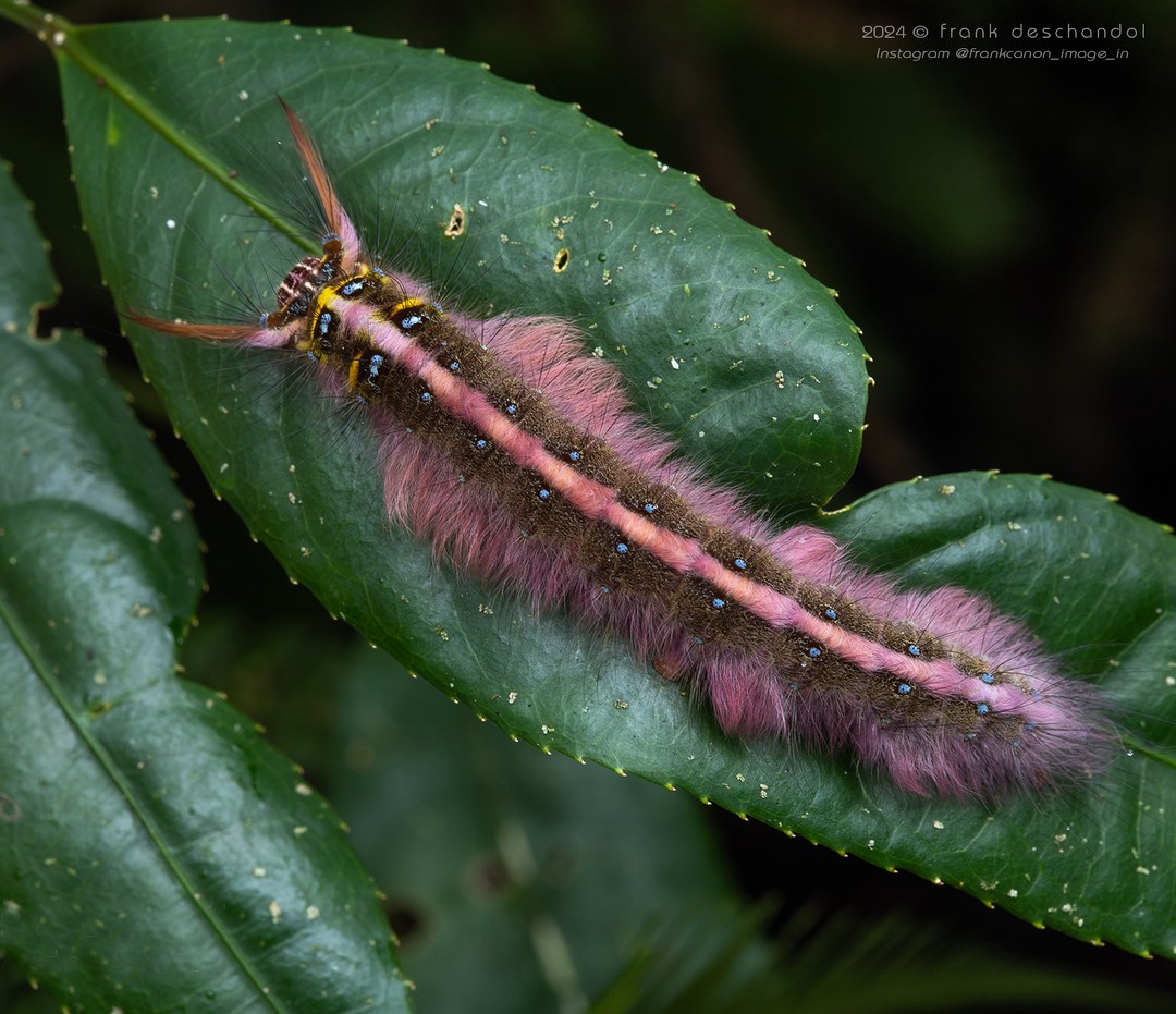 Frank Deschandol's Rare Insect Photography (14)