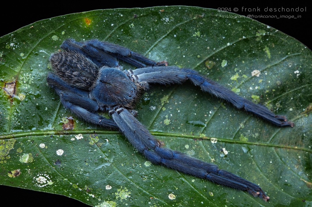 Frank Deschandol's Rare Insect Photography (16)