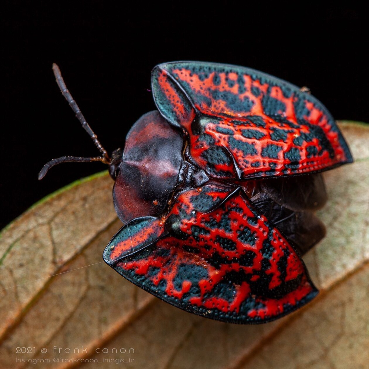 Frank Deschandol's Rare Insect Photography (2)