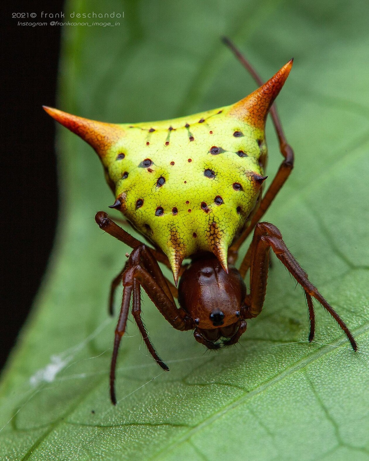 Frank Deschandol's Rare Insect Photography (3)