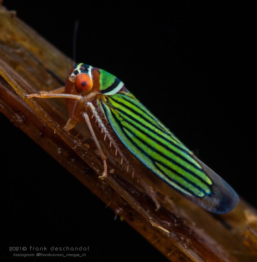 Frank Insect Frank Deschandol: close-up insect macro photography