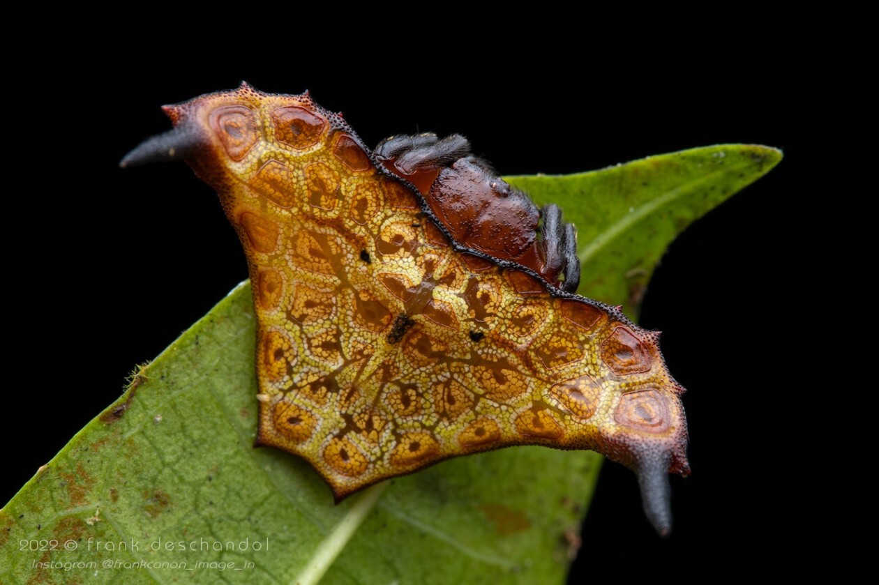 Frank Deschandol's Rare Insect Photography (6)