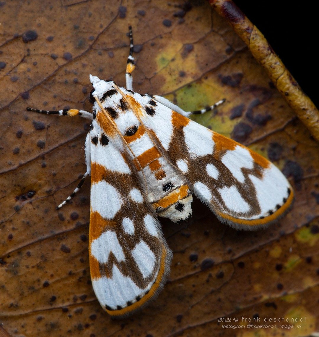 Frank Deschandol's Rare Insect Photography (7)