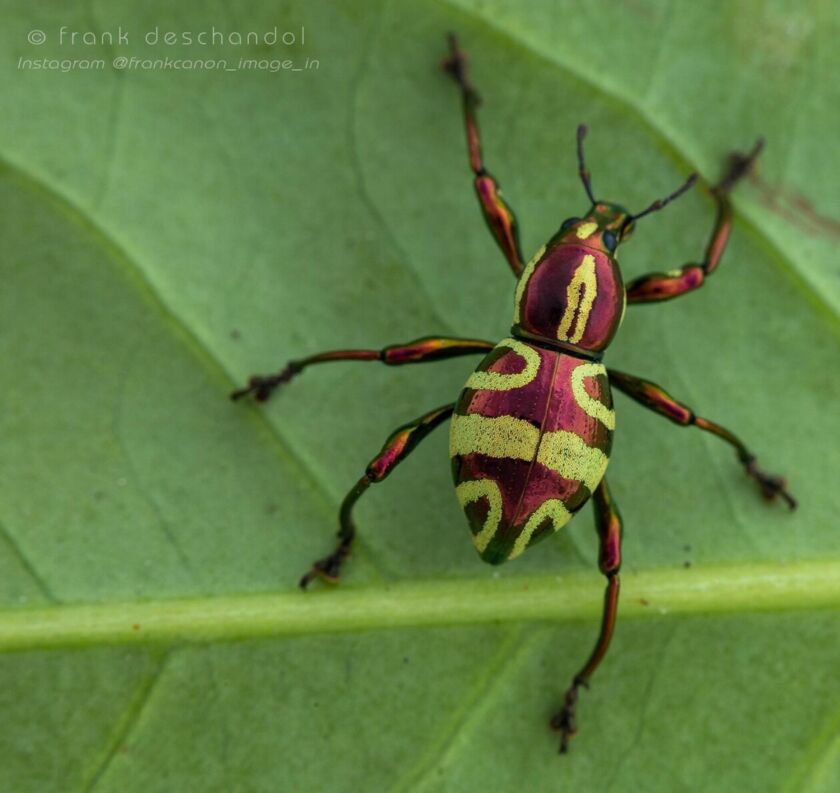 Frank Insect Frank Deschandol: close-up insect macro photography