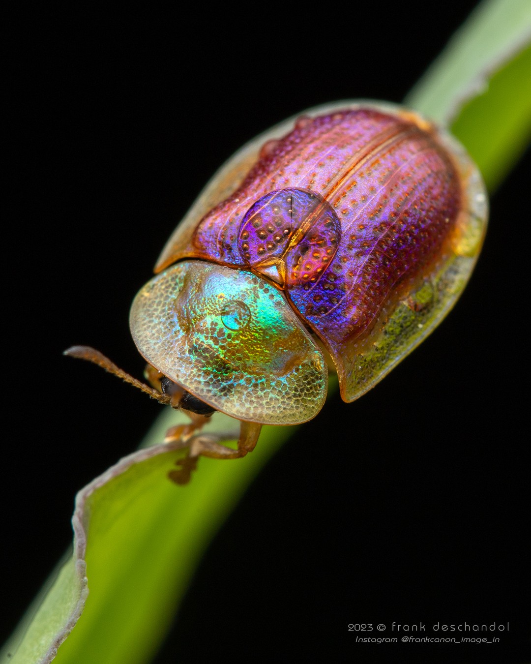 Frank Deschandol's Rare Insect Photography (9)