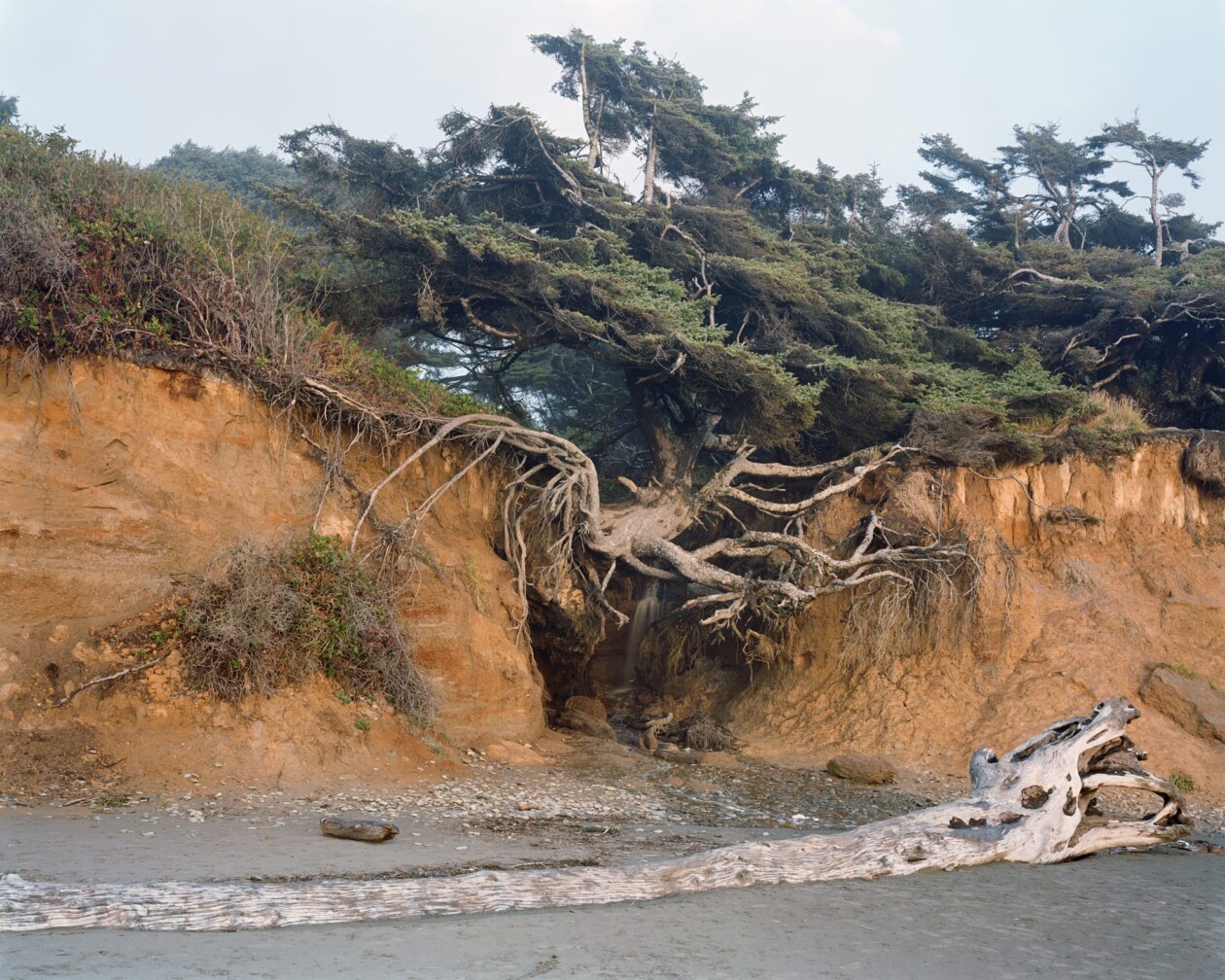 Old Growth Photography Series By Mitch Epstein (4)