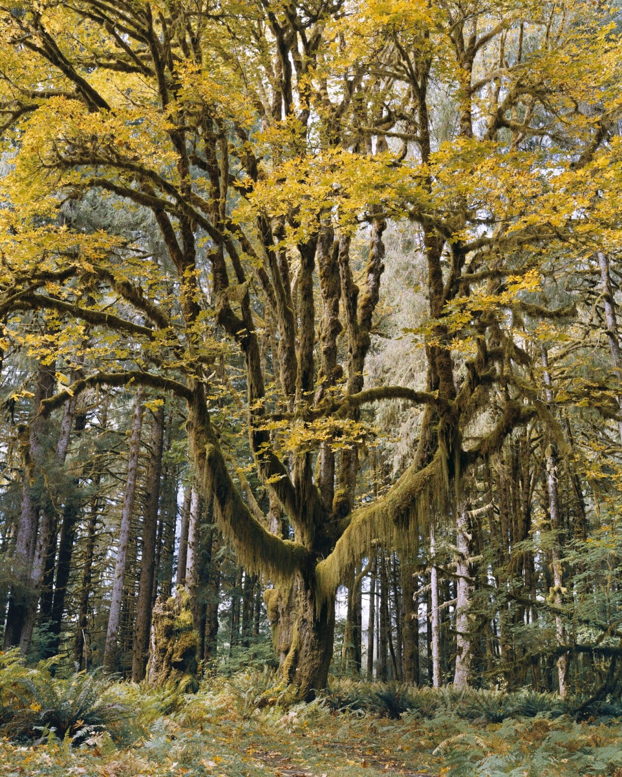 Old Growth Photography Series By Mitch Epstein (5)