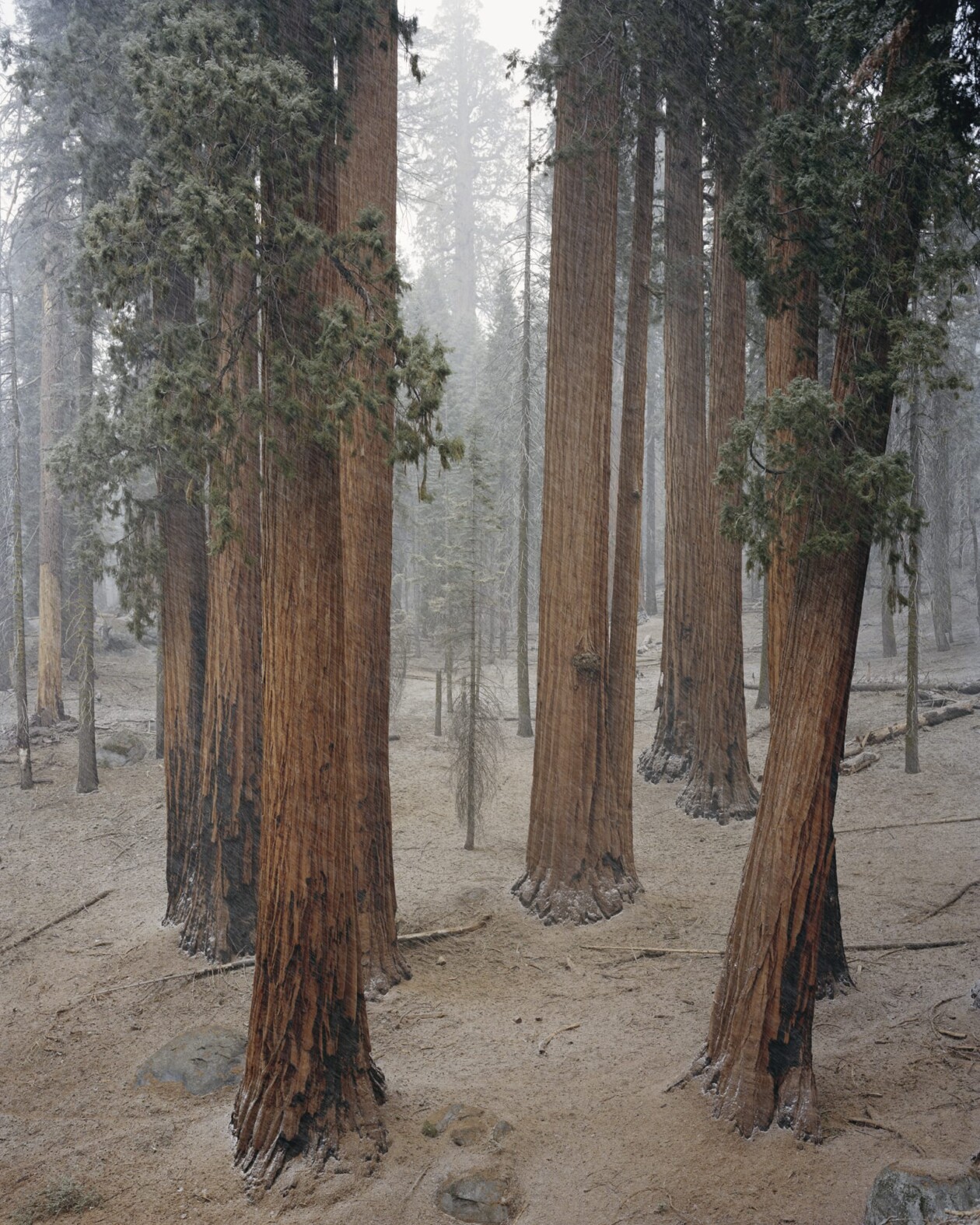 Old Growth Photography Series By Mitch Epstein (6)