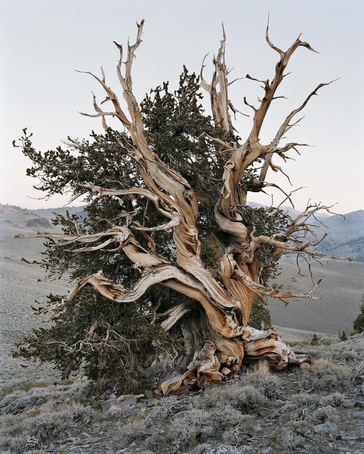 Old Growth Photography Series By Mitch Epstein (7)