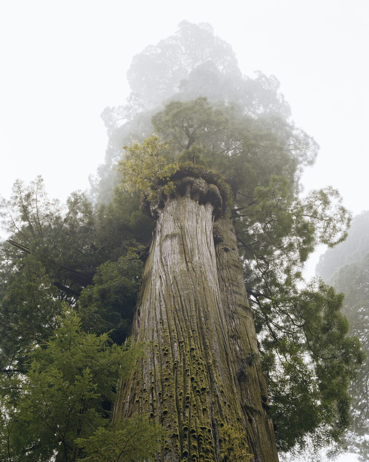 Old Growth Photography Series By Mitch Epstein (8)