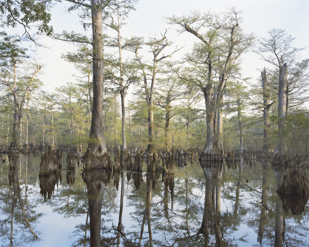 Old Growth Photography Series By Mitch Epstein (9)