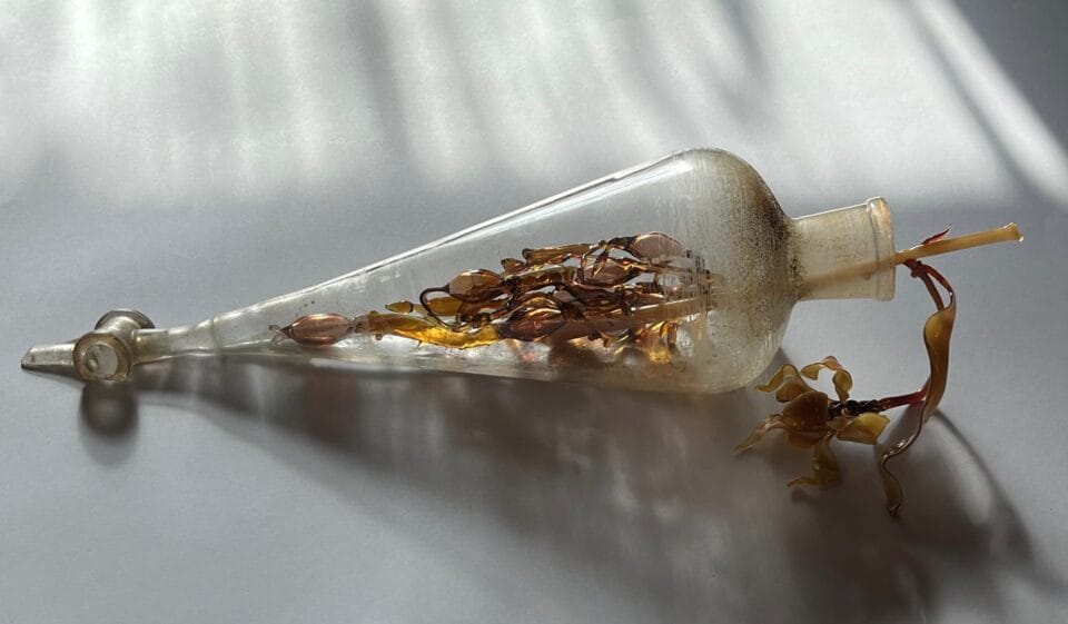 Andrea Spencer's Seaweed Glass Sculptures (11)