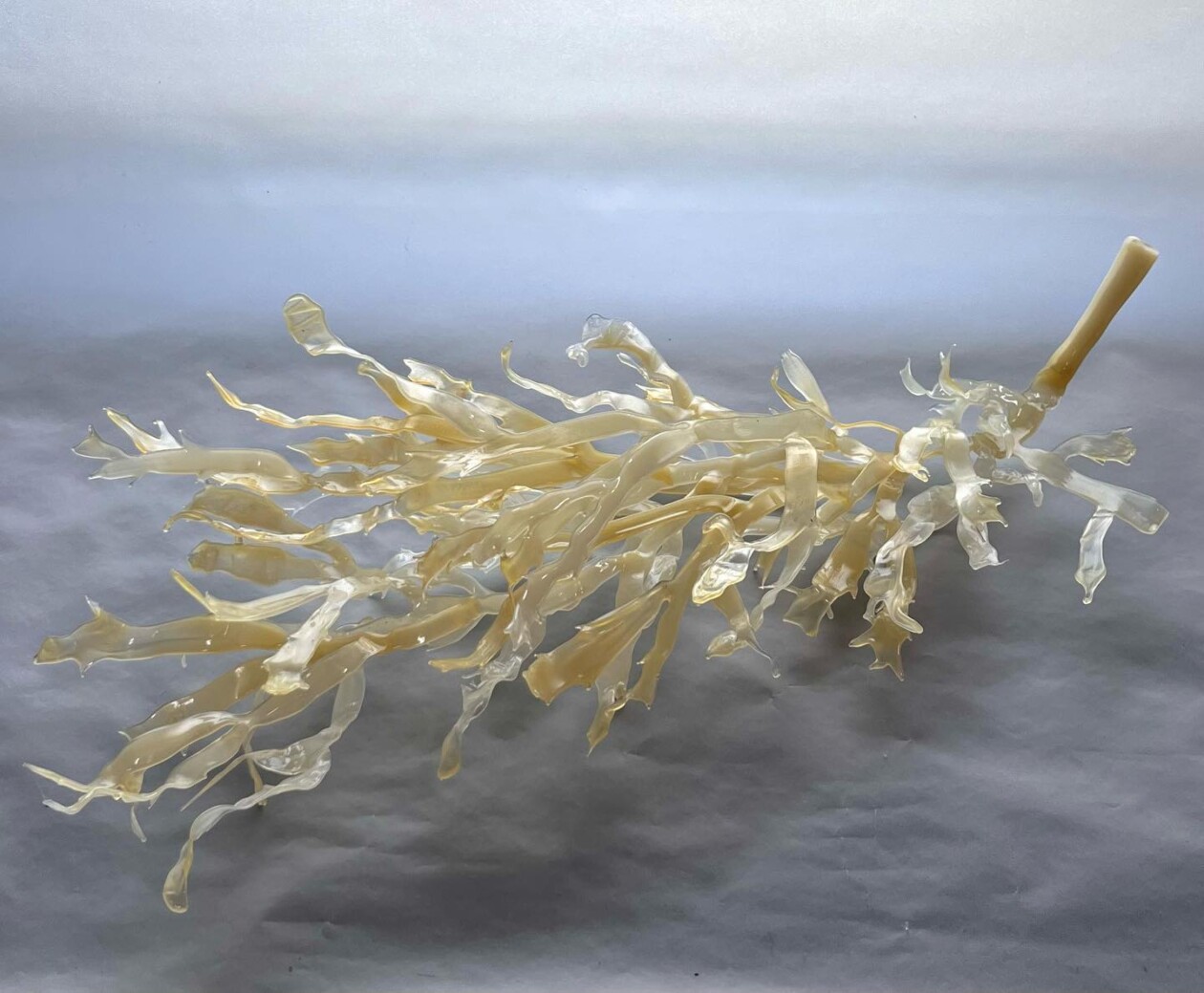 Andrea Spencer's Seaweed Glass Sculptures (2)