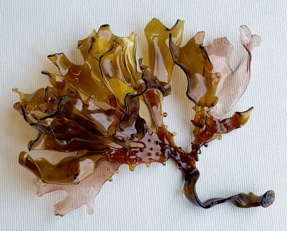 Andrea Spencer's Seaweed Glass Sculptures (7)