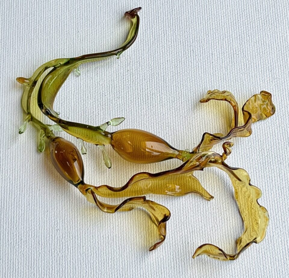 Andrea Spencer's Seaweed Glass Sculptures (8)