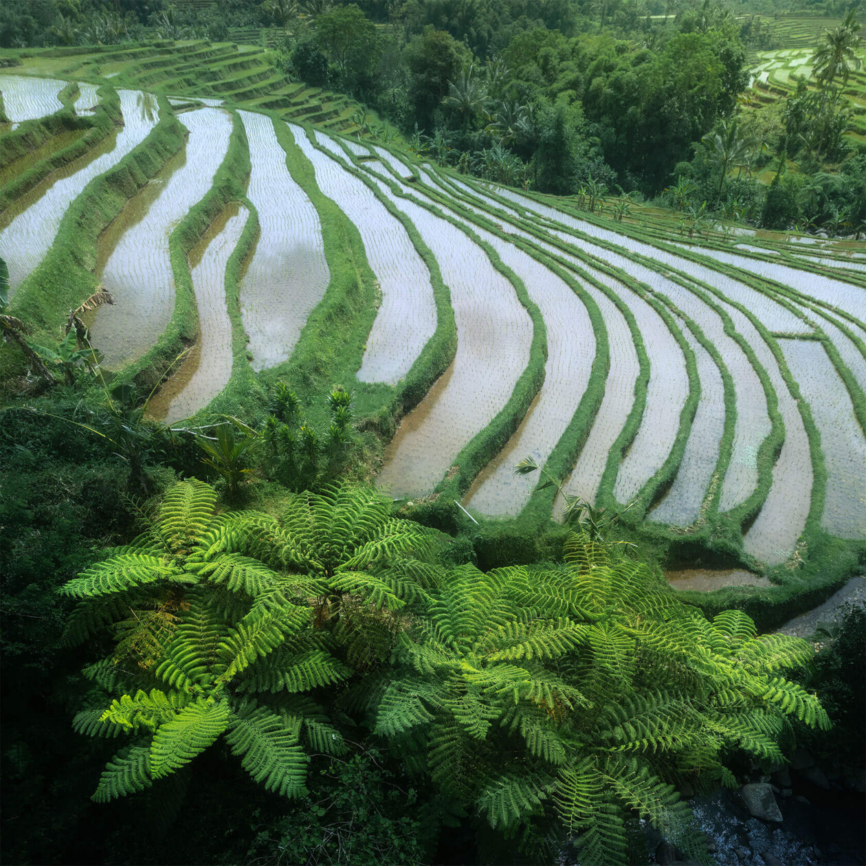 Aleksei Boiko's Photos Of Indonesian Rice Fields And Terraces (12)