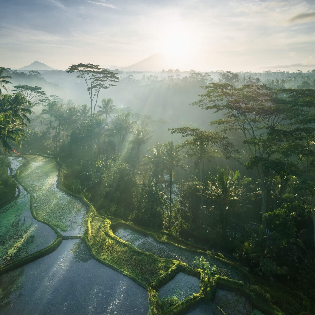 Aleksei Boiko's Photos Of Indonesian Rice Fields And Terraces (14)