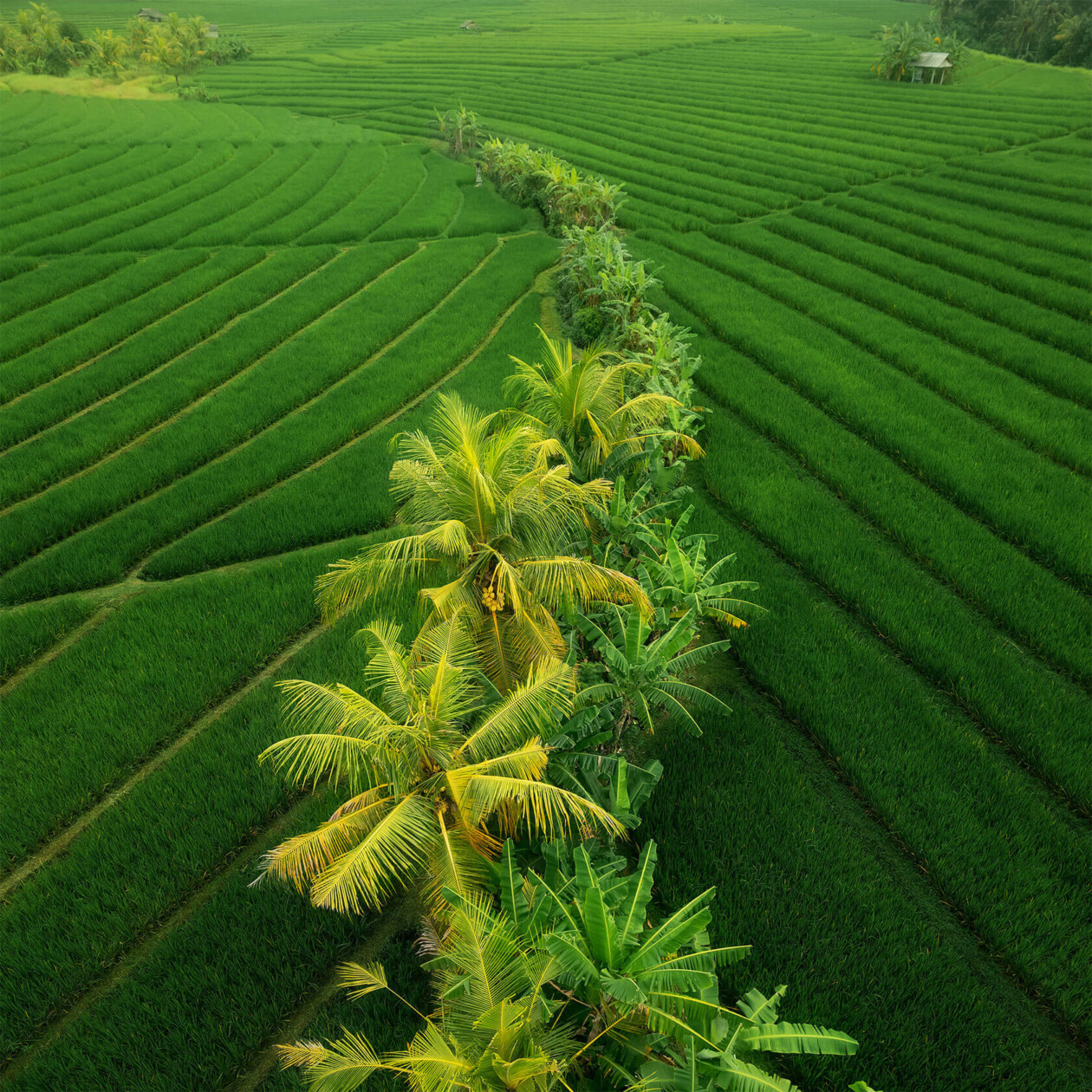 Aleksei Boiko's Photos Of Indonesian Rice Fields And Terraces (3)