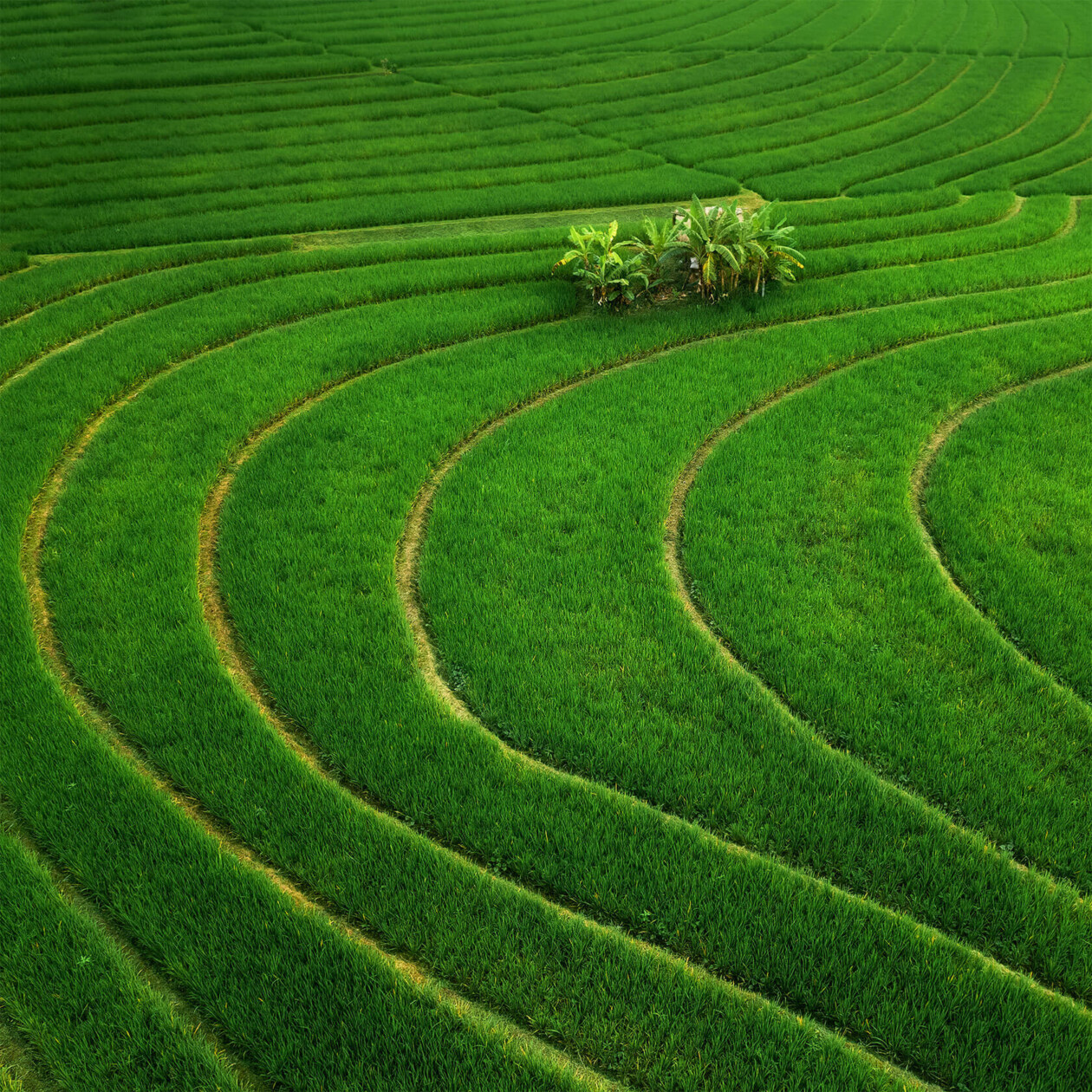 Aleksei Boiko's Photos Of Indonesian Rice Fields And Terraces (4)