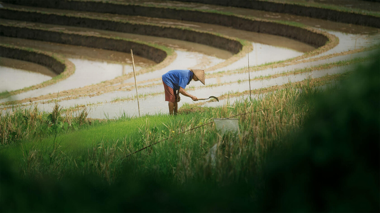 Aleksei Boiko's Photos Of Indonesian Rice Fields And Terraces (5)