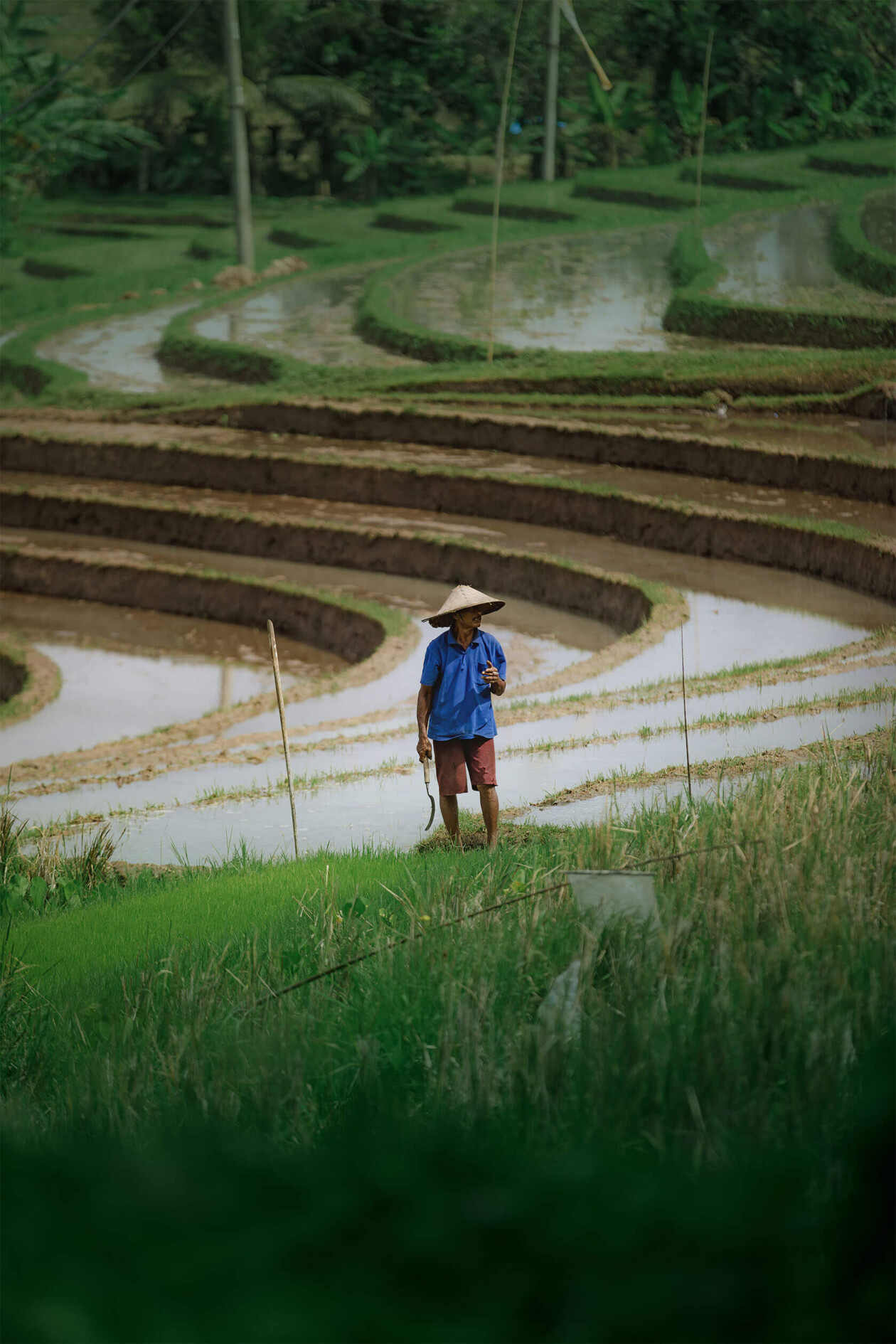 Aleksei Boiko's Photos Of Indonesian Rice Fields And Terraces (6)