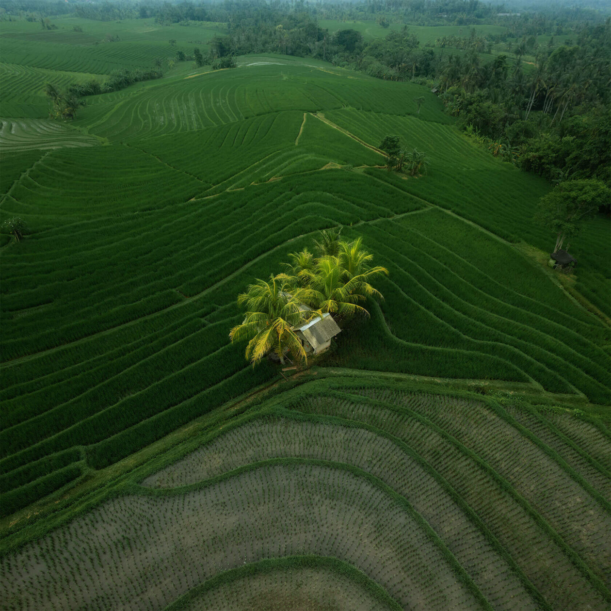 Aleksei Boiko's Photos Of Indonesian Rice Fields And Terraces (8)