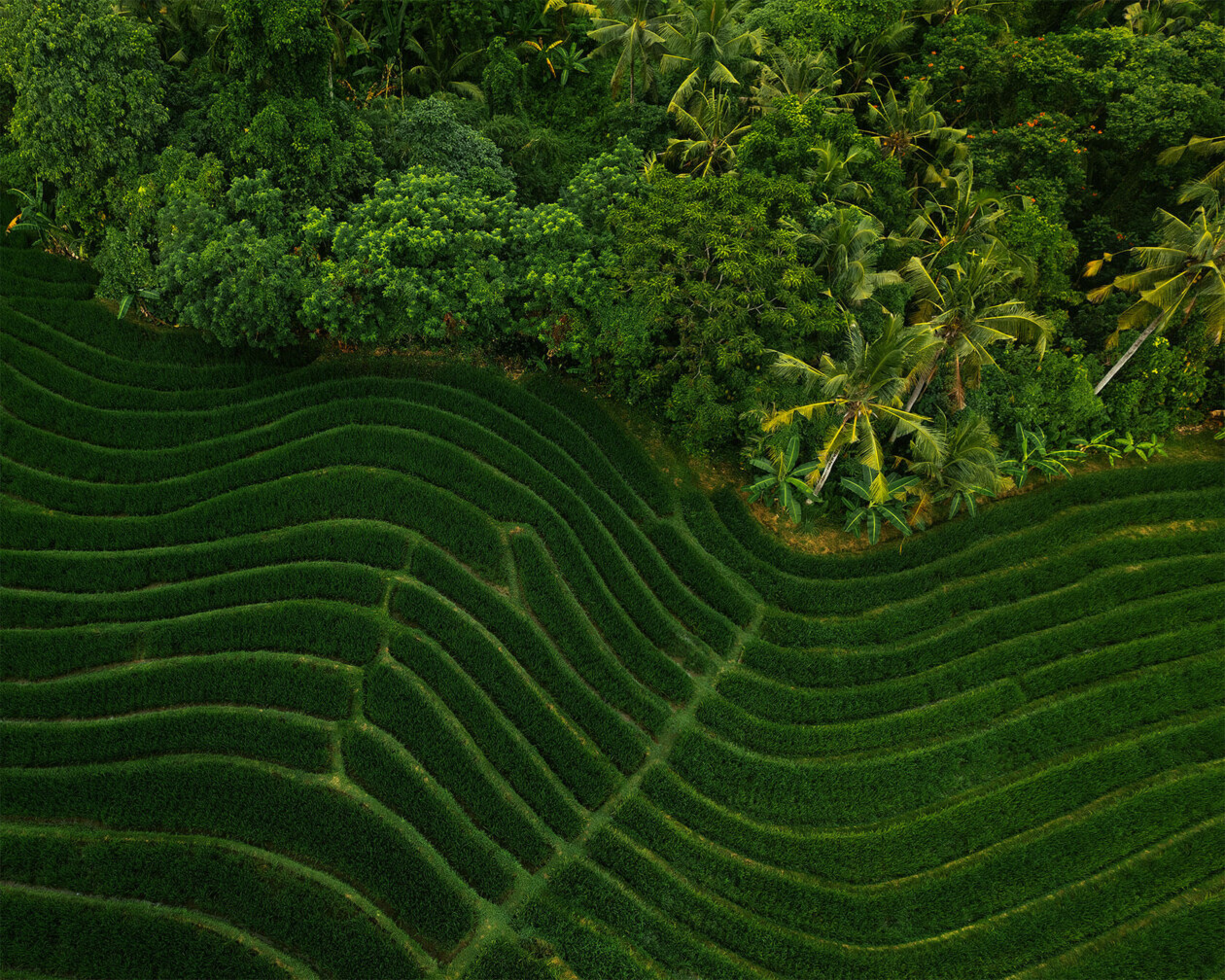 Aleksei Boiko's Photos Of Indonesian Rice Fields And Terraces (9)