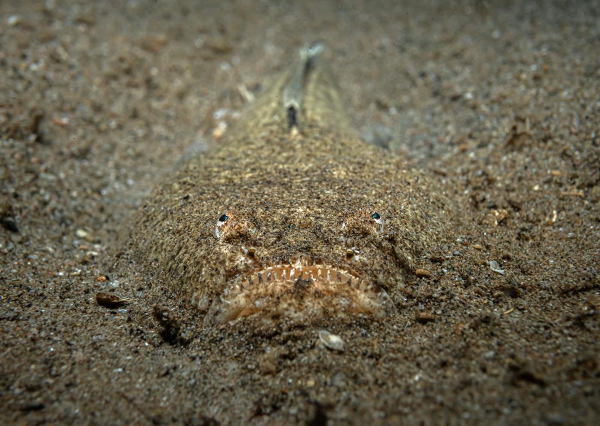 Masters Of Hiding Marine Photography Series By Andrei Savin (11)