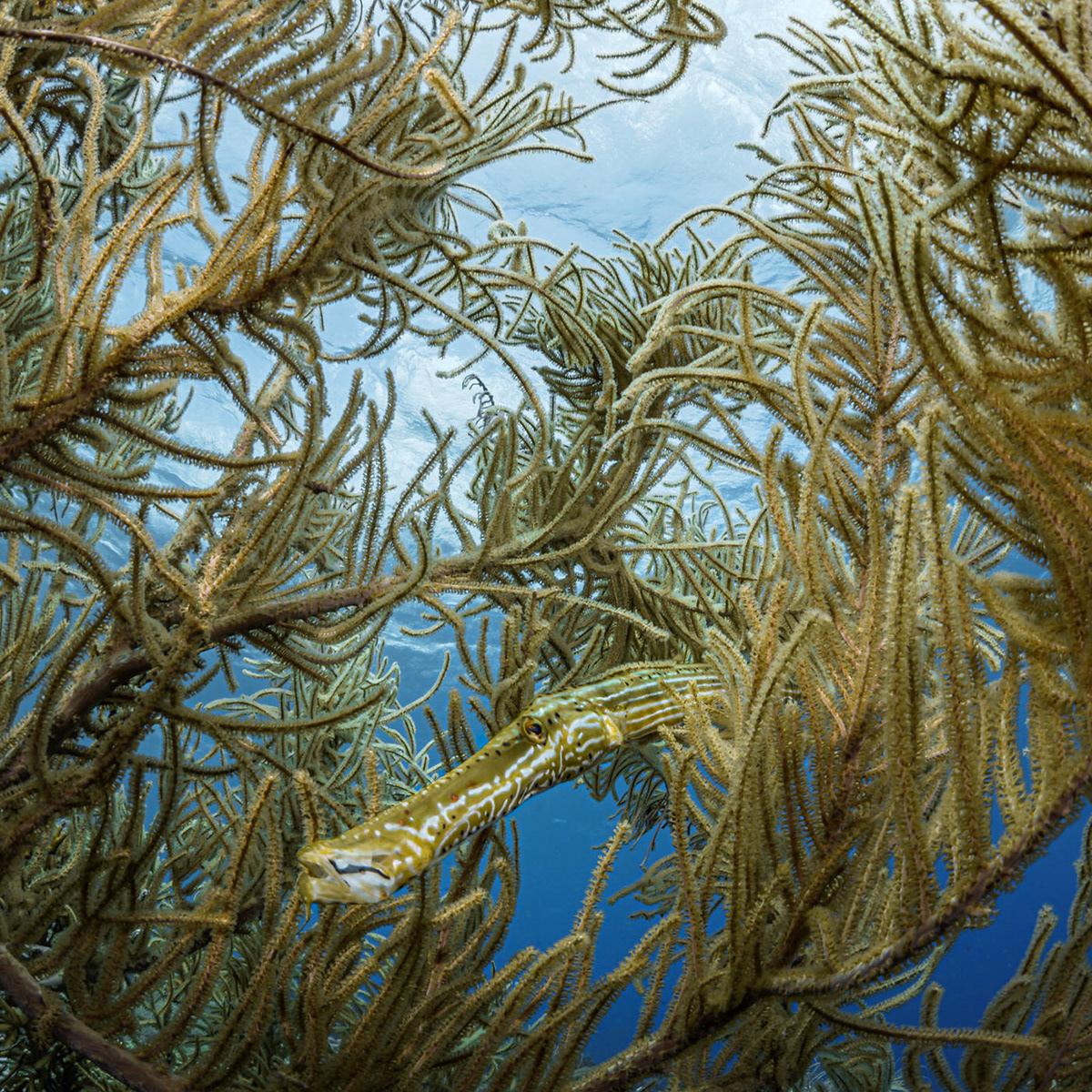 Masters Of Hiding Marine Photography Series By Andrei Savin (14)