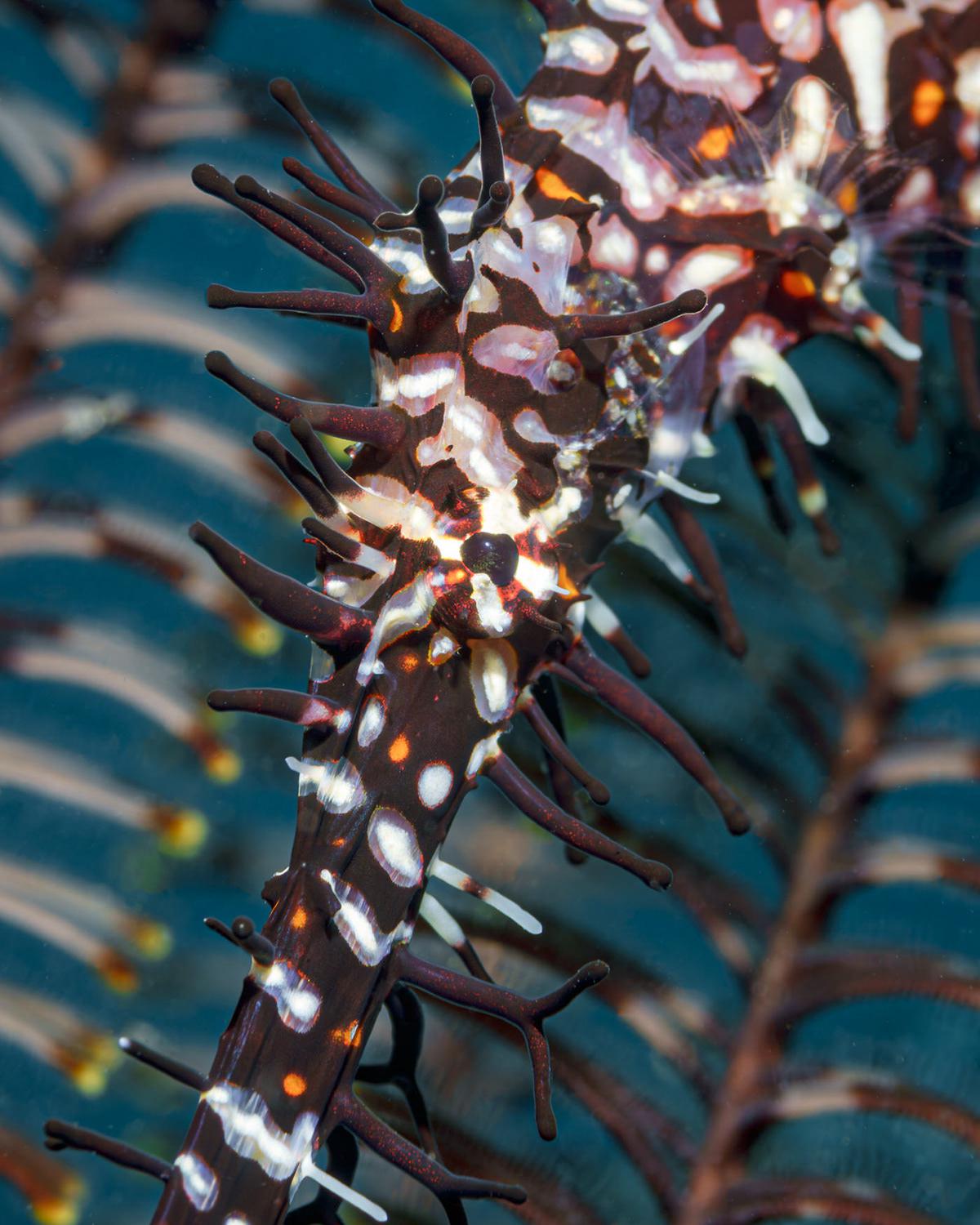 Masters Of Hiding Marine Photography Series By Andrei Savin (16)