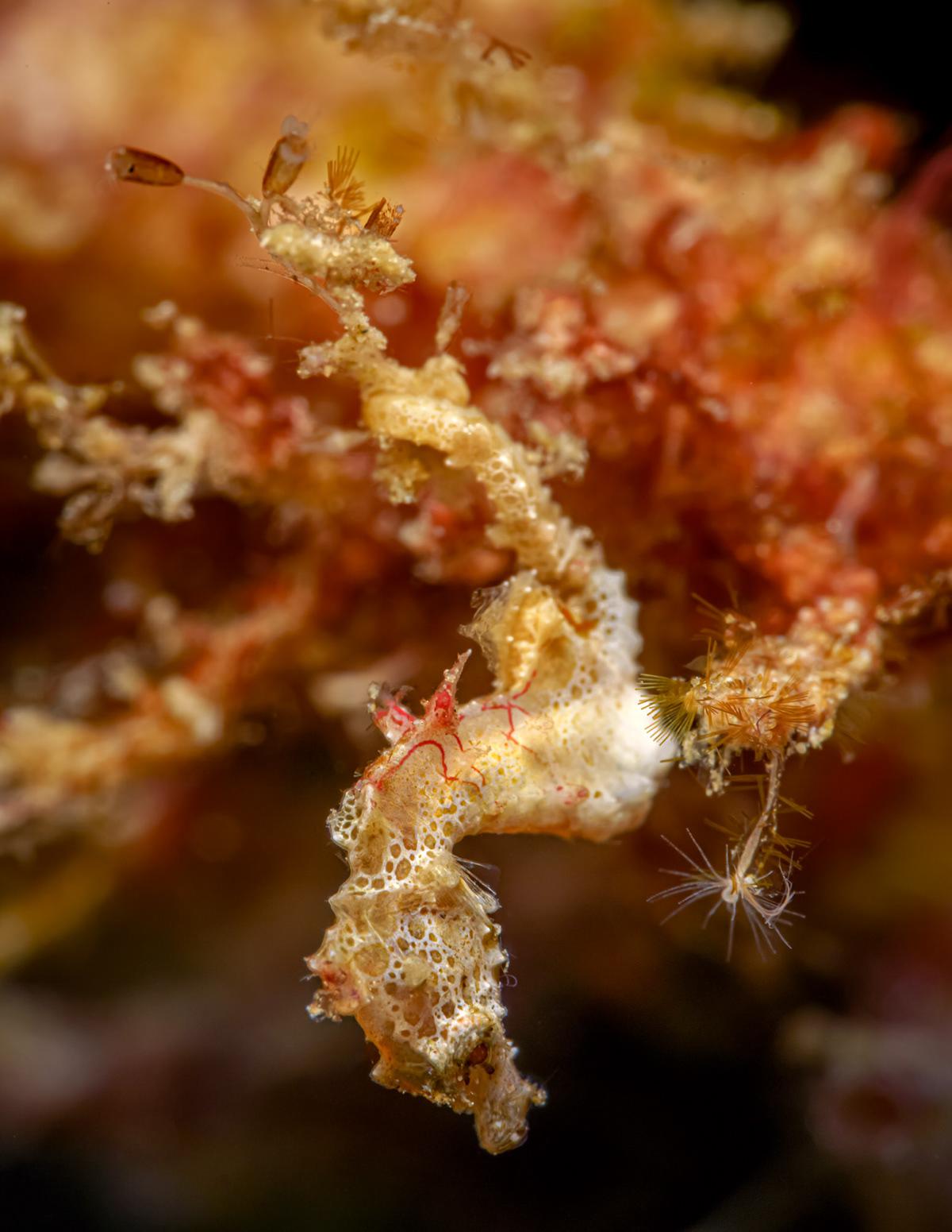 Masters Of Hiding Marine Photography Series By Andrei Savin (17)