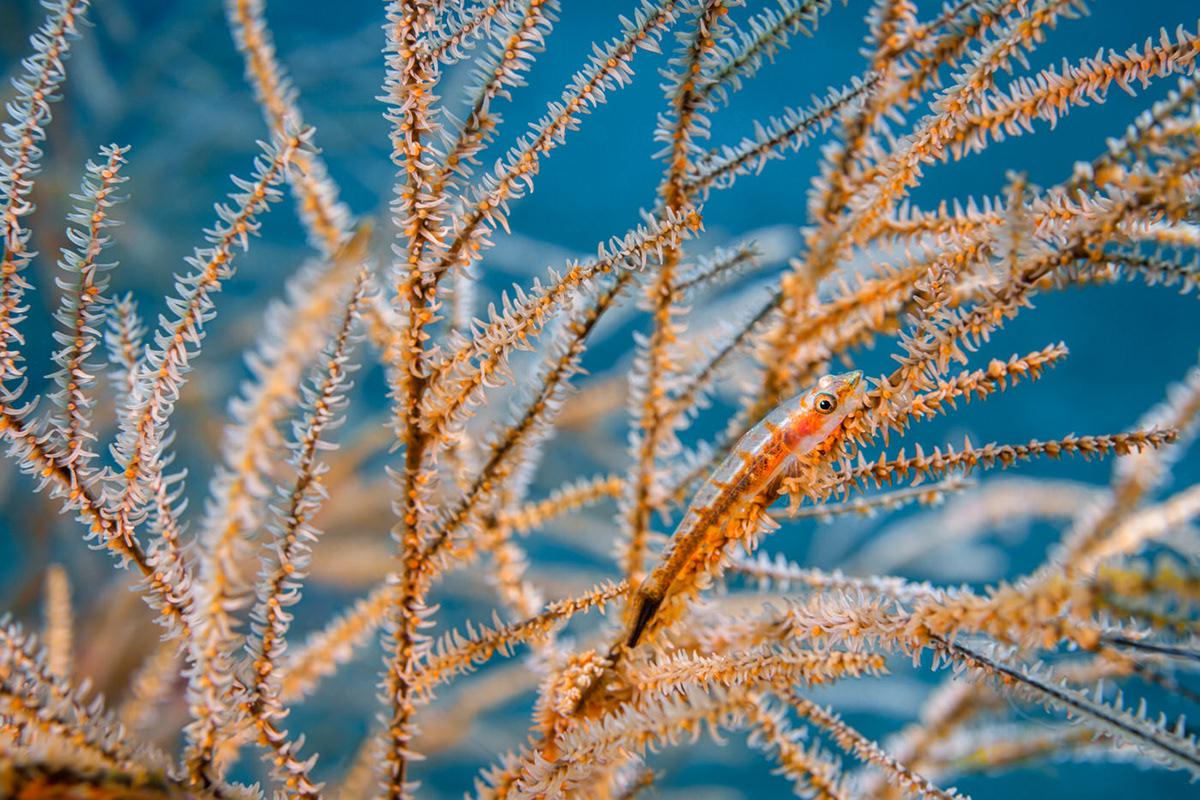 Masters Of Hiding Marine Photography Series By Andrei Savin (2)