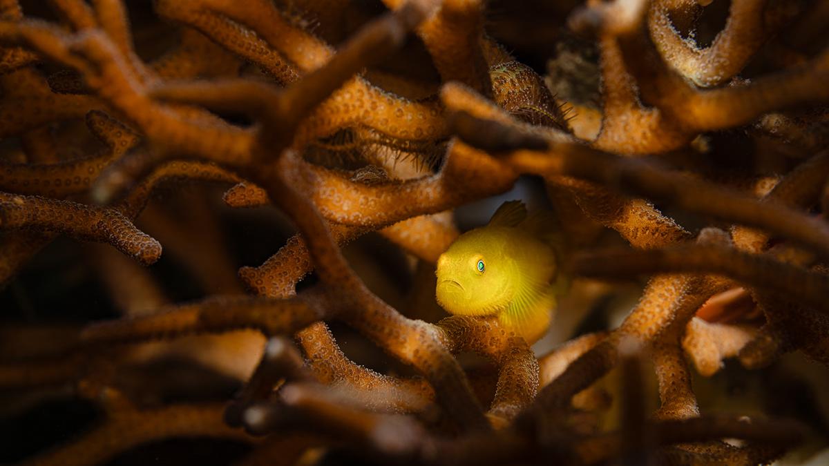 Masters Of Hiding Marine Photography Series By Andrei Savin (23)