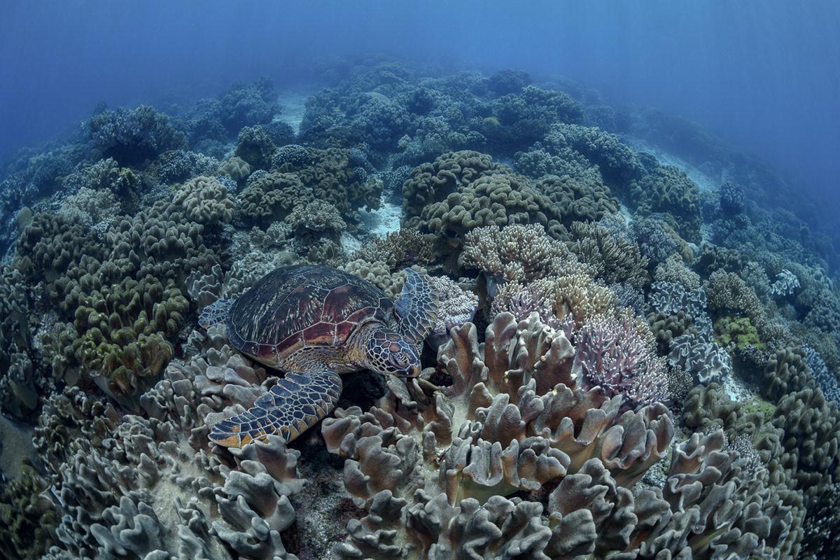 Masters Of Hiding Marine Photography Series By Andrei Savin (26)