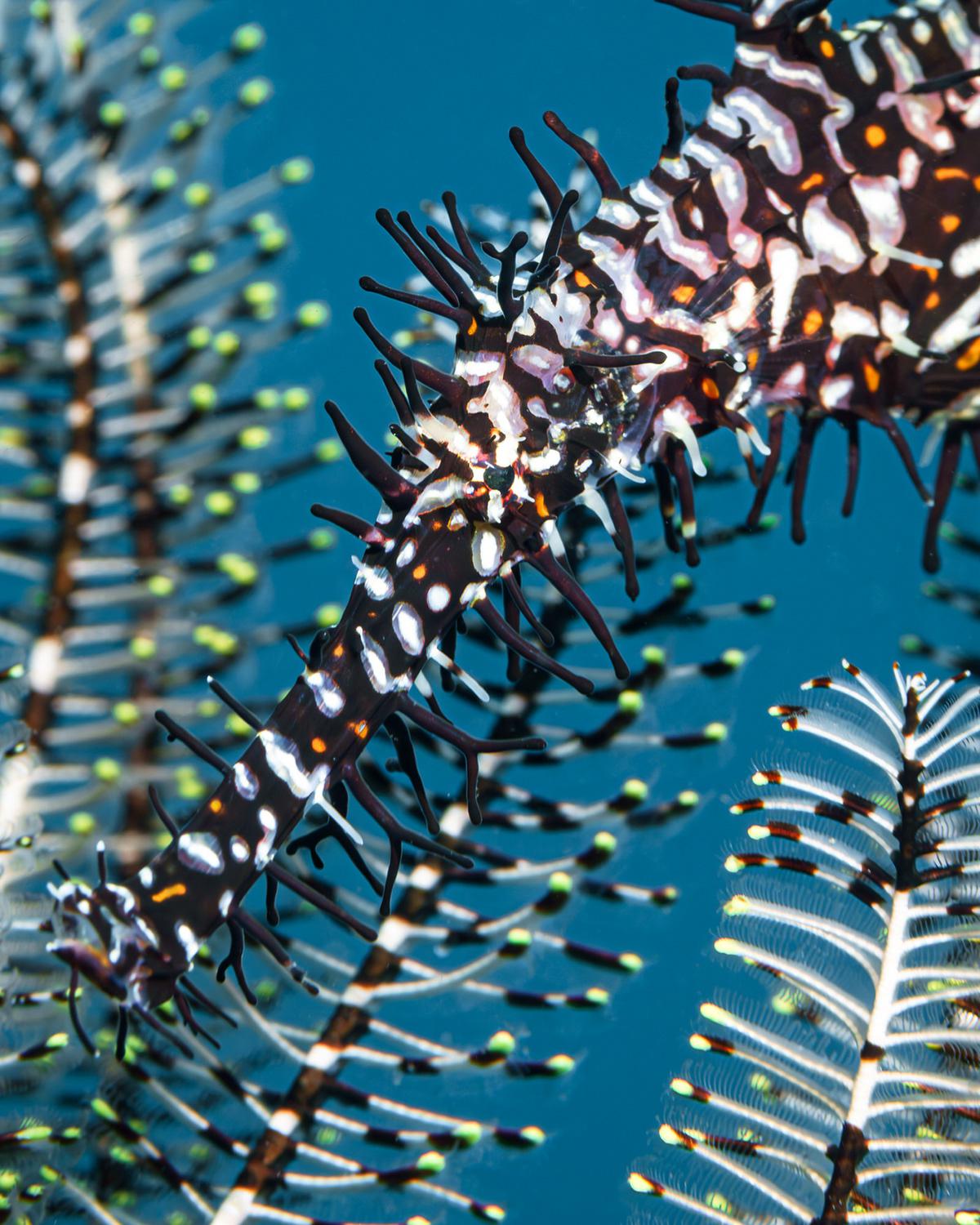 Masters Of Hiding Marine Photography Series By Andrei Savin (3)