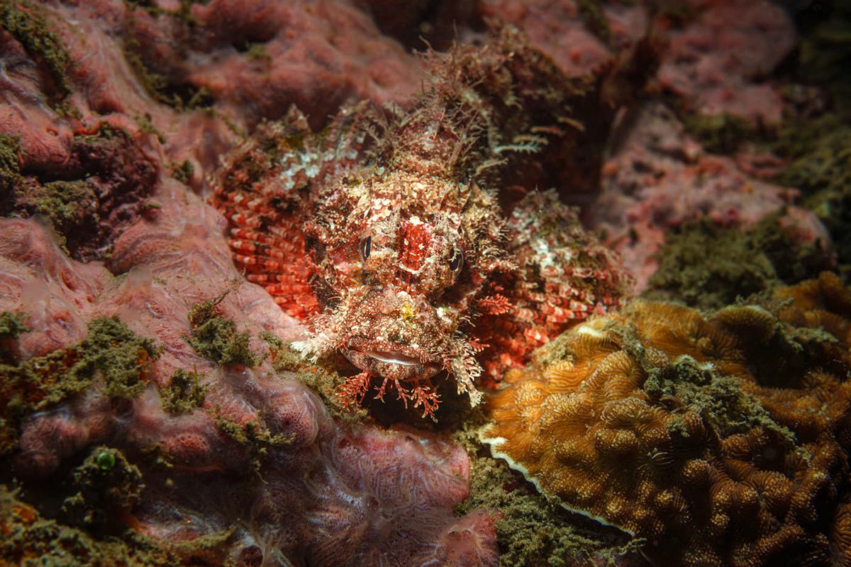 Masters Of Hiding Marine Photography Series By Andrei Savin (5)