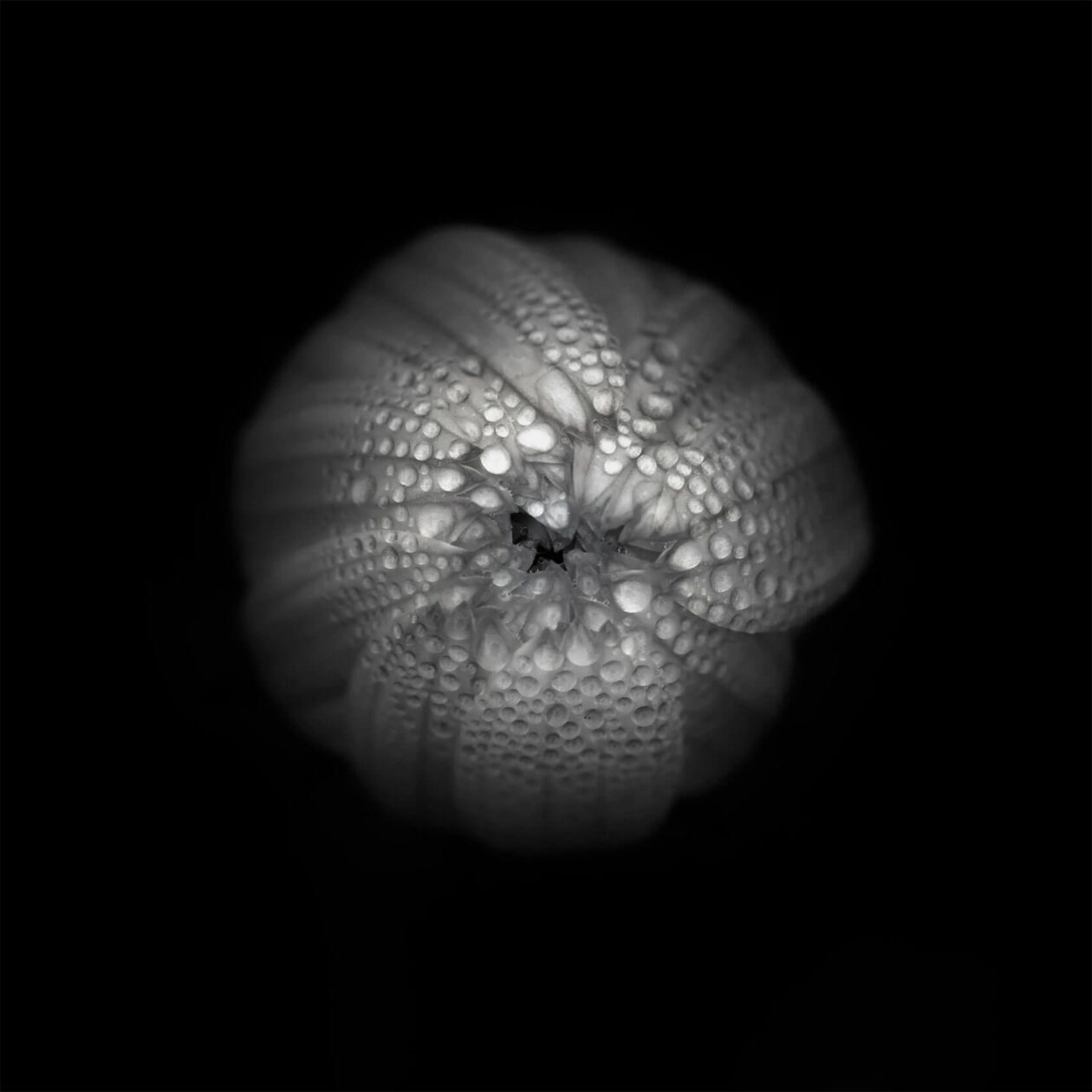 Lotte Grønkjær’s Minimalist Botanical Photography (1)