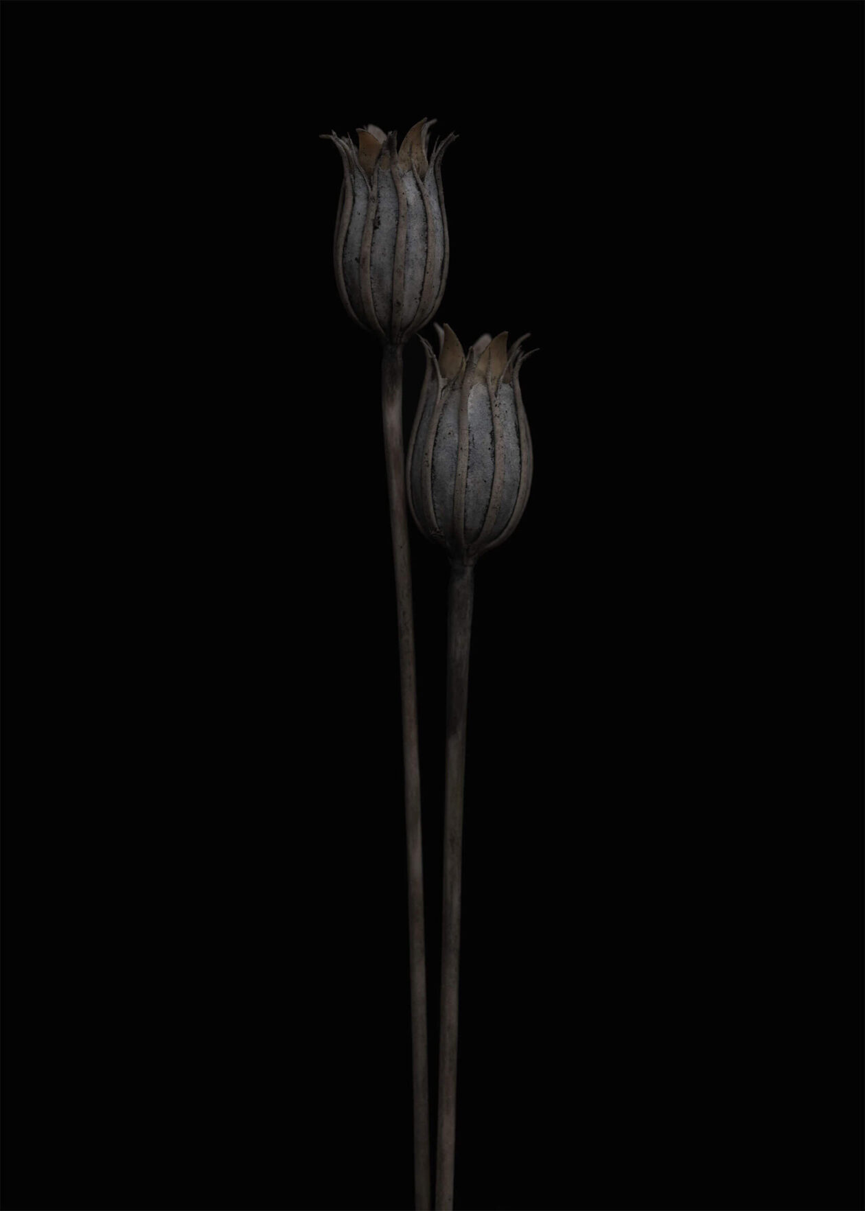 Lotte Grønkjær’s Minimalist Botanical Photography (11)